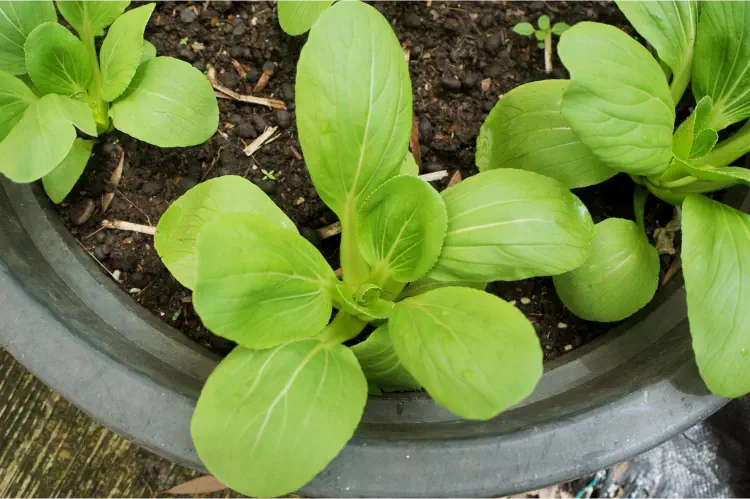 How to Grow Pak Choi from Seeds